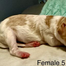 Melody - Brown and white female Aussiedoodle puppy in Tulsa, Oklahoma from Vali Girl Aussiedoodles