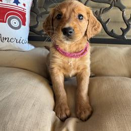 Pink Collar Girl - Dark golden female Golden Retriever puppy in Bristol, Tennessee from The Dogstead