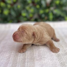 Boy 3 - Caramel male Australian Labradoodle puppy in Hartshorne, Oklahoma from Jena Edmond