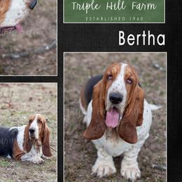 Bertha - Basset Hound