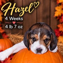Nova (yellow) - Black white and tan female Beagle puppy in Trail, Oregon from Jennifer Knapp's AKC Beagles