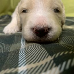 Goldendoodle Puppies from Lady Doodle Farm