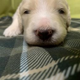 Goldendoodle Puppies from Lady Doodle Farm