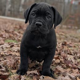 Michonne (Mimi) - Black female Cane Corso puppy in Westminster, South Carolina from Regal Guardian Cane Corso