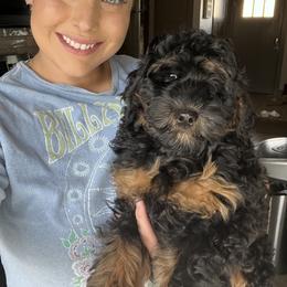 Bernedoodle Puppies from Over the Moon Poodles and Doodles
