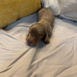 Bandit - Fawn (Isabella) male Dachshund puppy in Wayland, Iowa from CR Kennels