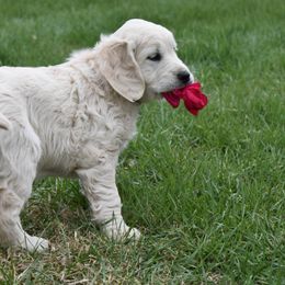 Golden Retriever Puppies from Lightning Oak Acres