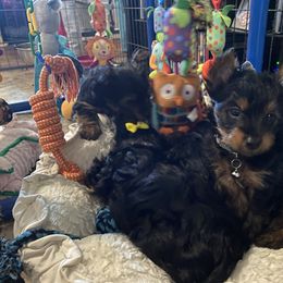Yorkshire Terrier Puppies from Cutest AKC AZ Yorkies