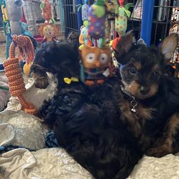 Yorkshire Terrier Puppies from Cutest AKC AZ Yorkies