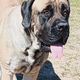 Daizy - Mastiff