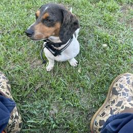 Bella - Dachshund
