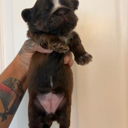 Larimae - Chocolate and tan female Shih Tzu puppy in Manahawkin, New Jersey from Lilly’s Seashore Shih Tzus