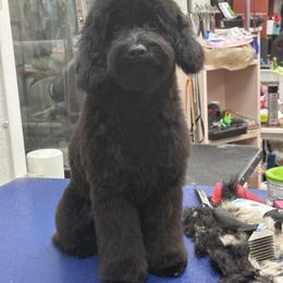 Cavapoo, Goldendoodle, Maltipoo, Morkie, Shihpoo, and Yorkipoo Puppies from Jenny La Bone