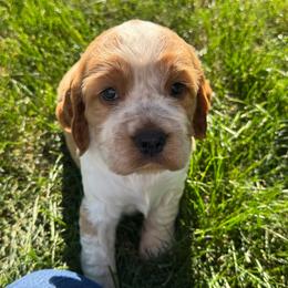 Georgia - Lemon and white female English Springer Spaniel puppy in Coeur D'alene, Idaho from Springer Hollow