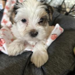 Red girl - Parti female Yorkshire Terrier puppy in Cocoa, Florida from SummerTime AKC Yorkies