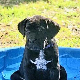 Purple Collar Female - Black female Cane Corso puppy in Mc Ewen, Tennessee from Worldwide Kennels