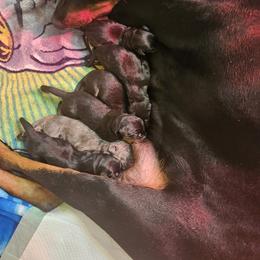 Male puppy 6 - Black and rust male Doberman Pinscher puppy in Midlothian, Virginia from Morgan Doberman Kennel