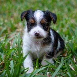Yorkshire Terriers from Cedar Park Yorkies
