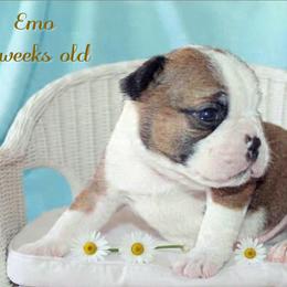 Boy 3-Emo - Seal and white male Boston Terrier puppy in North Central, Vermont from Windy Valley’s Bostons