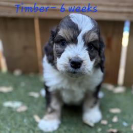 Storm - Brown merle male Aussiedoodle puppy in Redding, California from House Merrills Minis and Doodles