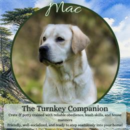 Mac - Turnkey Companion (Trained) - Yellow male Labrador Retriever puppy in Fair Oaks, California from Twisted Ranch Retrievers