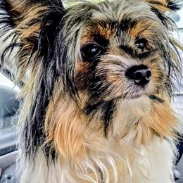 DAISY - Biewer Terrier