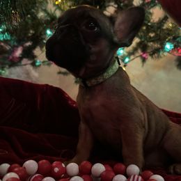 French Bulldogs and Miniature Australian Shepherds from Thornquest