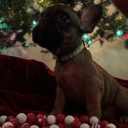 French Bulldogs and Miniature Australian Shepherds from Thornquest