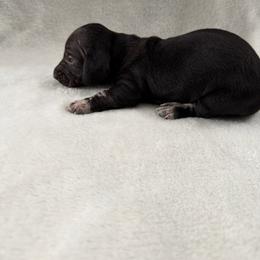 Vision - Black male Dachshund puppy in Atwater, California from Dachshunds of cali