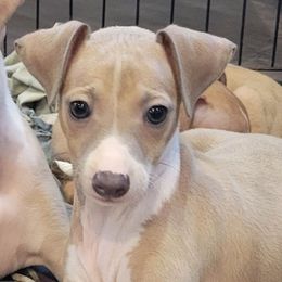 Boy 2 - Blue fawn male Italian Greyhound puppy in Monticello, Florida from Lebeck Acres