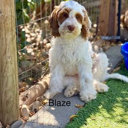 Blaze - Caramel male Australian Labradoodle puppy in Anderson, California from Shaggy Doodles