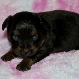 Kaci - Black tri female Miniature Australian Shepherd puppy in Paris, Texas from Kuttin’ Up Mini Aussies