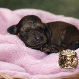 Harlow - Cream female Dachshund puppy in Greenfield, Ohio from Buck Run Creek Dachshunds & Labradors