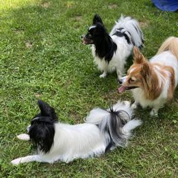 Papillon All Grown Up from DejaVu Papillons