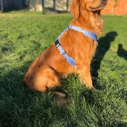 Tikka - Golden Retriever