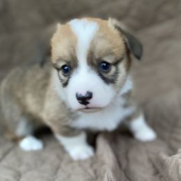 American Corgi and Pembroke Welsh Corgi Puppies from Foxy Knoll Farm