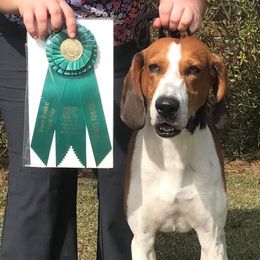 American Foxhounds from Cedarwood Kennels