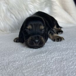 Saul - Black and tan male Dachshund puppy in California from Ranch Hand Weenies