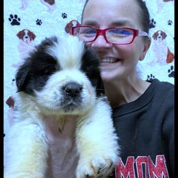 Pink Collar - Mahogany and white female Saint Bernard puppy in New Philadelphia, Ohio from Fletchers Saints