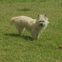 Cairn Terrier Puppies from Ferguson's Cairn Terriers