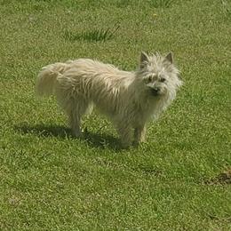 Cairn Terrier Puppies from Ferguson's Cairn Terriers