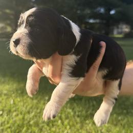 Posie - Black and white female English Springer Spaniel puppy in Stephens City, Virginia from Legendary Springers