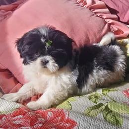 Tiara (Splashiest) - Black and white female Shih Tzu puppy in Hillsdale, Michigan from Prairie Fen Farm