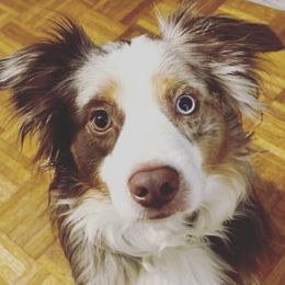 Miniature Australian Shepherds from Bethany's Mini Aussie Pups