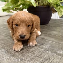 Pink - Apricot female Goldendoodle puppy in Bakersfield, California from Lavish Doodles