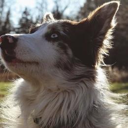 Blue - Border Collie