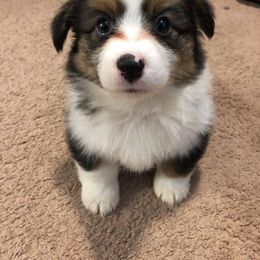 Pembroke Welsh Corgi Puppies from Spur 4 M Corgis