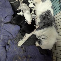 Australian Shepherd and Great Dane Puppies from AEW Farm