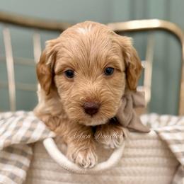 Brown collar RUSTY - Apricot male Goldendoodle puppy in Salem, Utah from Aspen Doodles