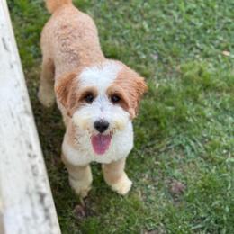 Reign - Goldendoodle